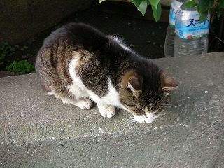 �L�ɓ݊�@�ߋ����O